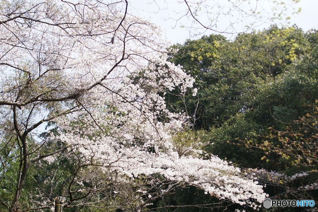 桜