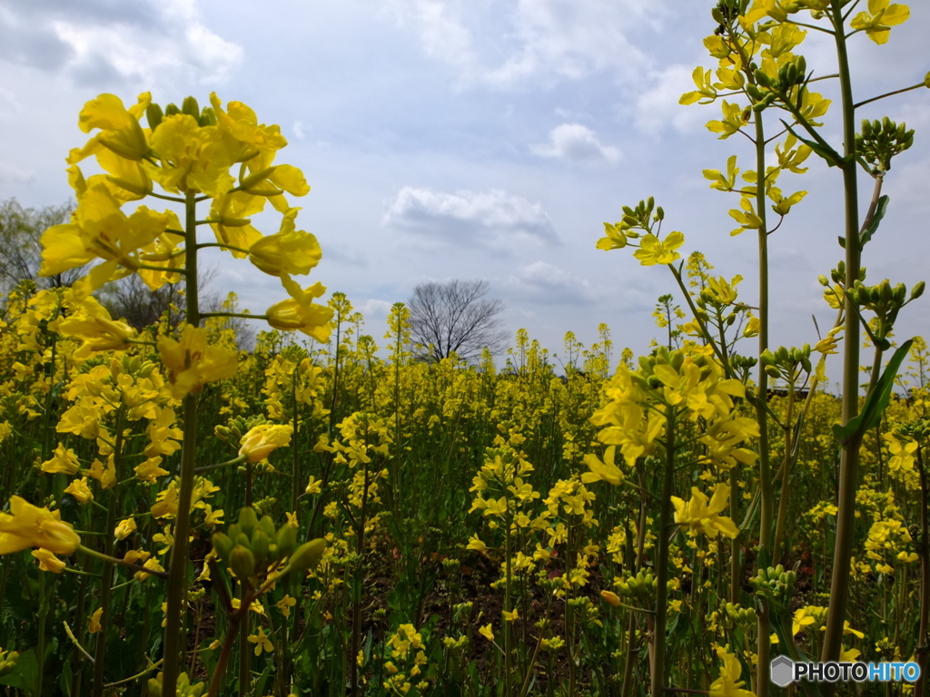 菜の花畑に囲まれて