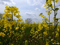 菜の花畑に囲まれて