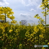 菜の花畑に囲まれて