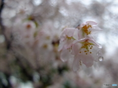 雨桜