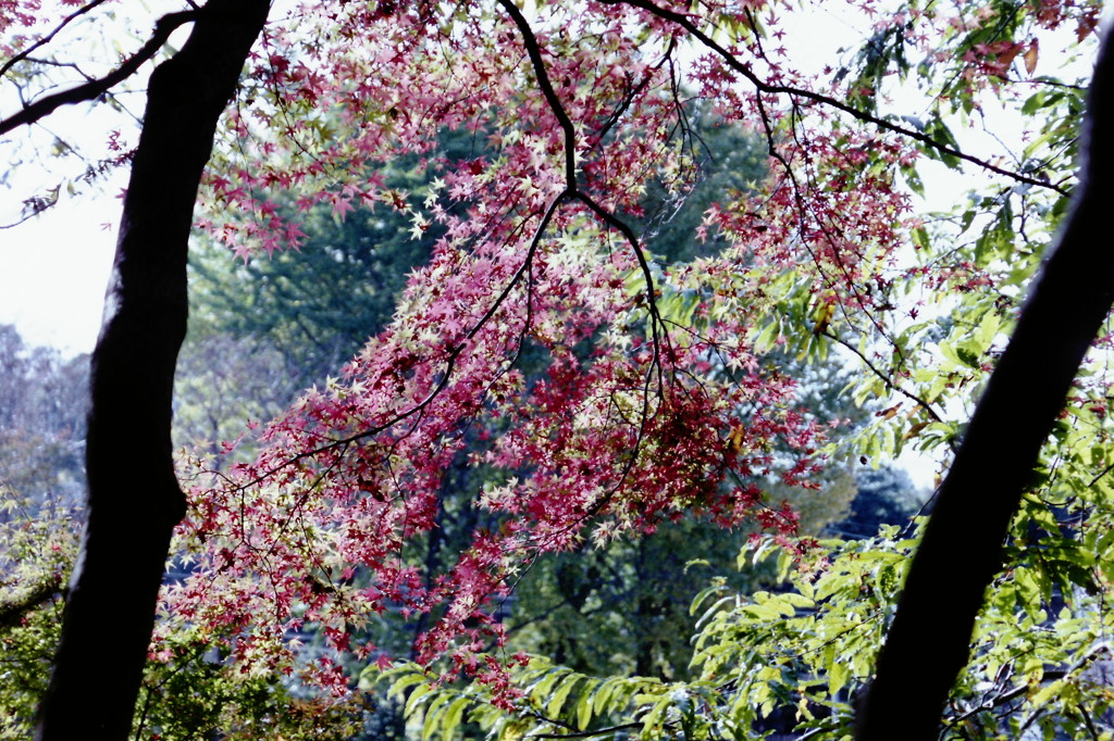 紅葉