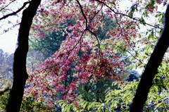 紅葉