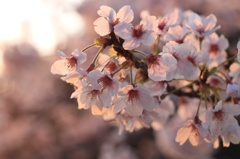 散りかけの夕方の桜
