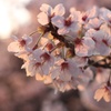 散りかけの夕方の桜
