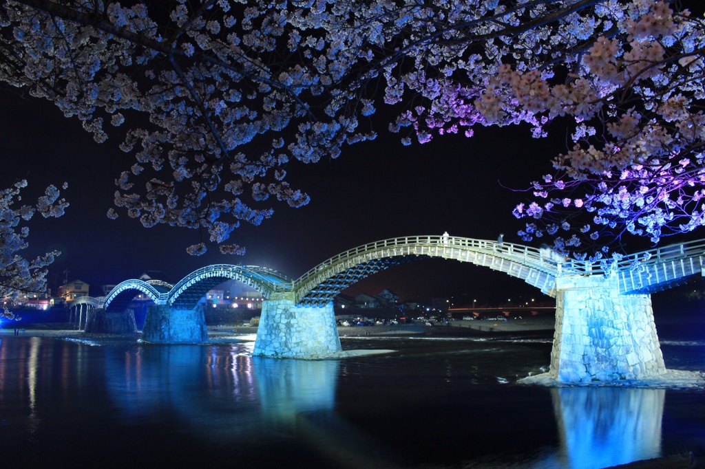 青い桜と錦帯橋