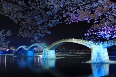 青い桜と錦帯橋