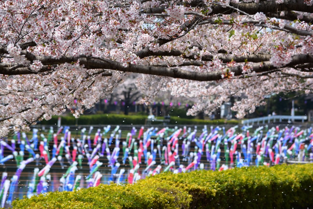 桜と鯉のぼり