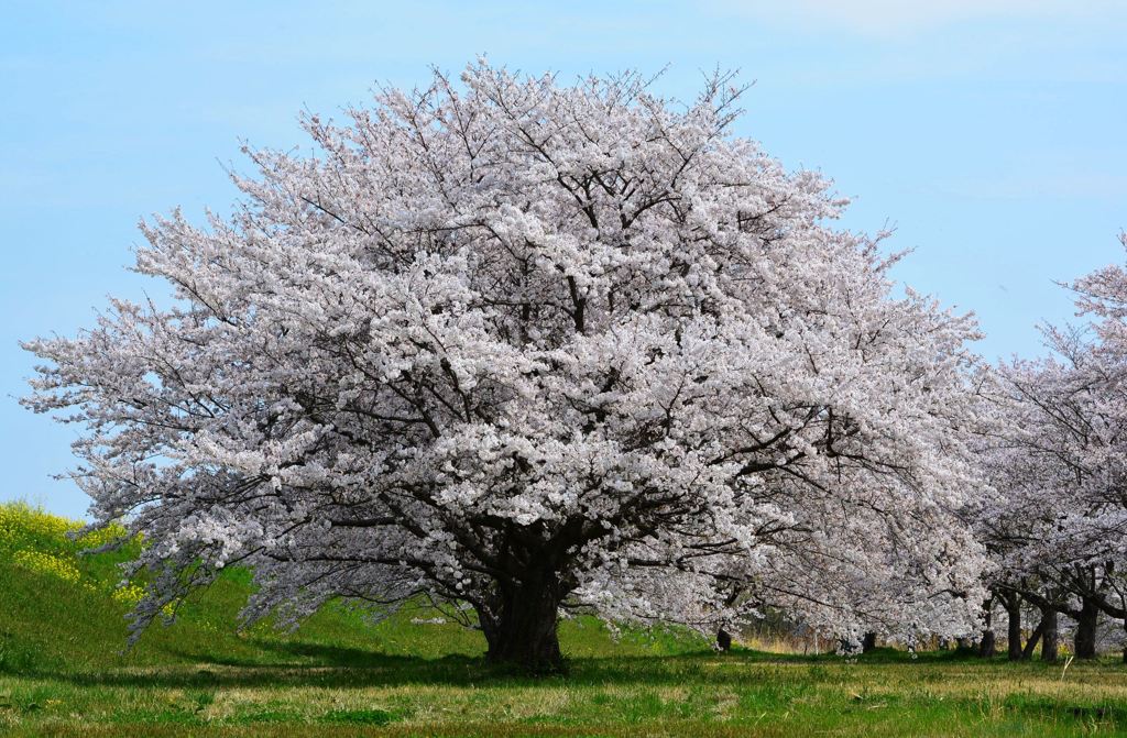 桜