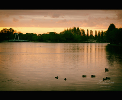 水元公園 夕暮れ