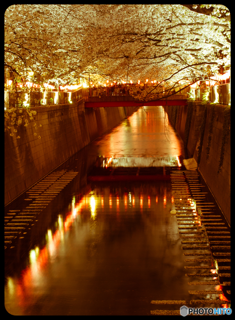 目黒川の桜並木