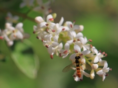 カメラ散歩～2014.5.28～