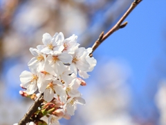 SAKURA>2014<