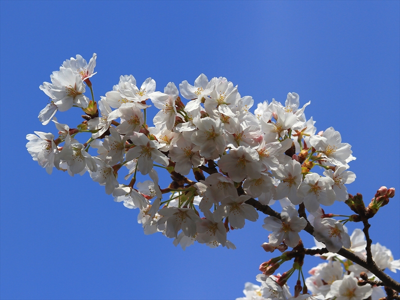 SAKURA>2014<