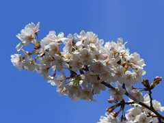 SAKURA>2014<
