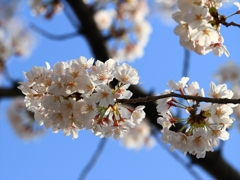 SAKURA>2014<