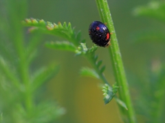 カメラ散歩～2014.5.28～