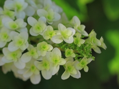 カメラ散歩～2014.5.28～