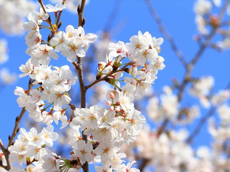 SAKURA>2014<