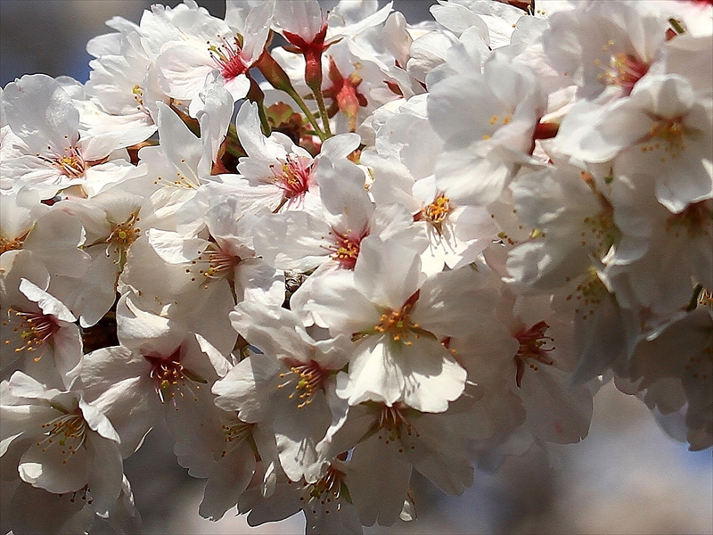 SAKURA>2014<