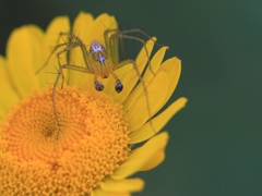 カメラ散歩～2014.5.28～