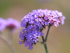 カメラ散歩～2014.5.28～