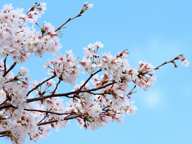 SAKURA>2014<