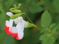カメラ散歩～2014.5.28～