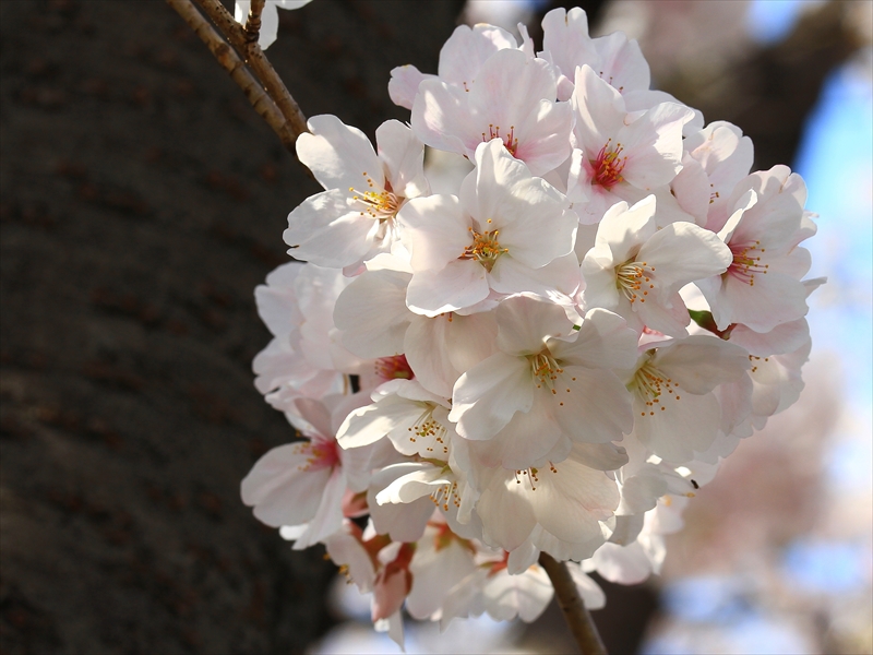 SAKURA>2014<
