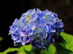 紫陽花の季節かぁ～＾＾：