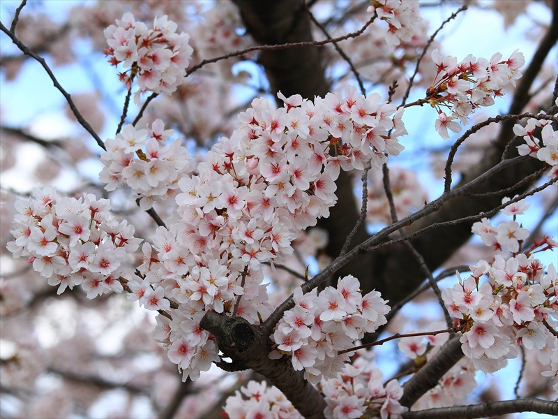SAKURA>2014<