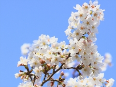 SAKURA>2014<