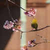 トリですとも