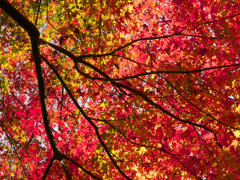 紅葉7