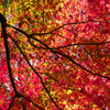 紅葉7