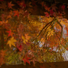 紅葉5