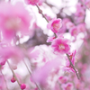 早春