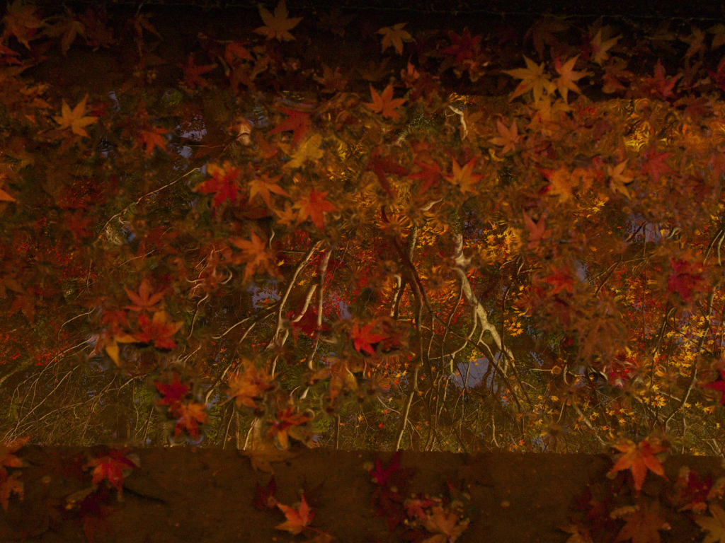 紅葉6
