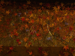 紅葉6