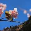 トリですね