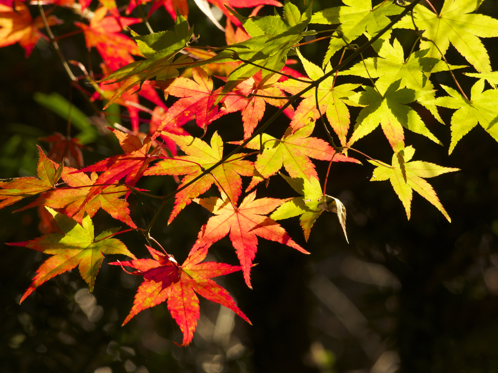 紅葉4