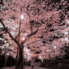breeze:rose tendre