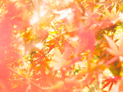 紅葉3