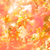 紅葉3