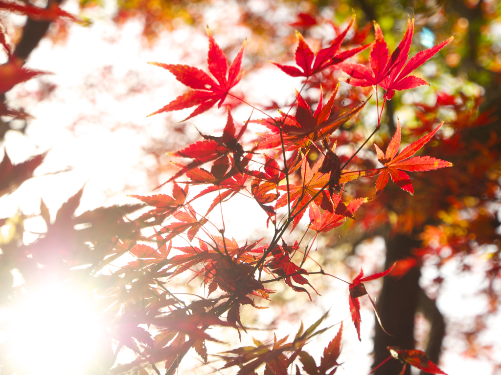 紅葉1