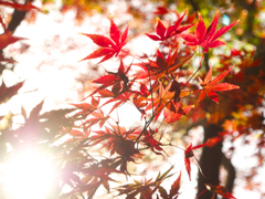 紅葉1
