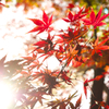 紅葉1