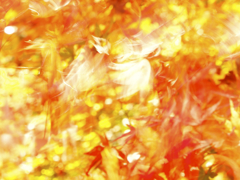 紅葉2
