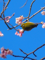 トリですか