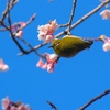 トリですか
